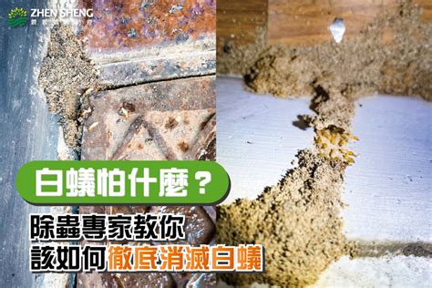 房間白蟻|如何消滅白蟻，白蟻怕什麼？專家教你4大祕訣，擒國。